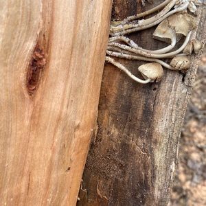 Meet your Posher, Zachary